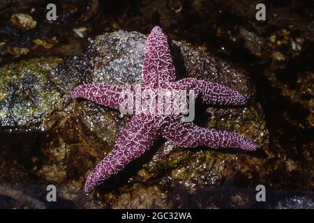 Un Ocher Starfish, Pisaster ochraceus, dans un tidepool. Banque D'Images