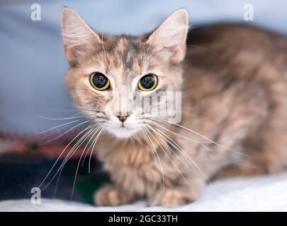 Un chat court aux yeux larges avec d'énormes pupilles dilatées regardant la caméra Banque D'Images