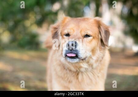 Un chien mixte Golden Retriever qui tire sa langue Banque D'Images