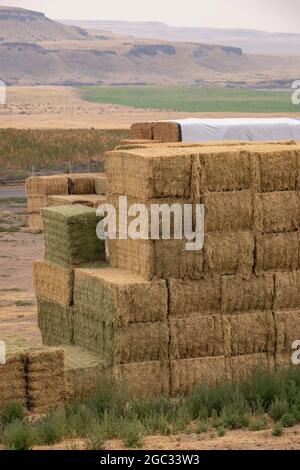 Balles de foin de luzerne empilées pour mourir à la ferme, région de Palouse, État de Washington, États-Unis Banque D'Images