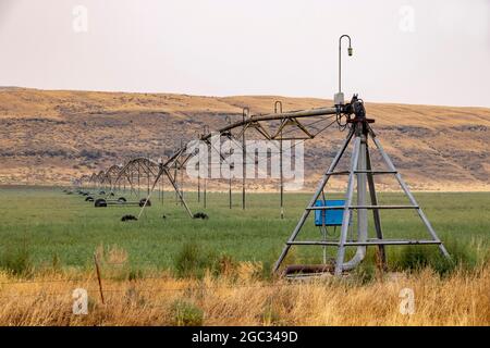 Irrigation à pivot central avec système de gicleurs de champ, région de Palouse, État de Washington, États-Unis Banque D'Images