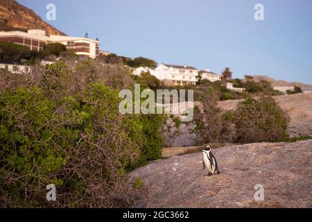 Manchot Spheniscus demersus,, Boulders Beach, péninsule du Cap, Afrique du Sud Banque D'Images