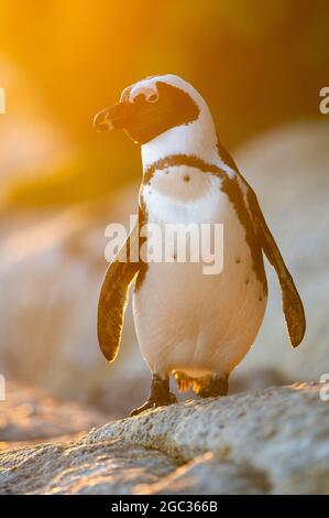 Pingouin africain au lever du soleil, Spheniscus demersus, Boulders Beach, Cape Peninsula, Afrique du Sud Banque D'Images