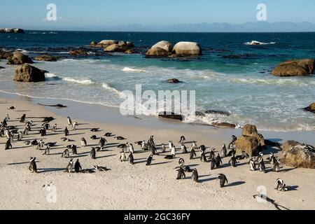 Pingouins africains, Spheniscus demersus, Boulders Beach, péninsule du Cap, Afrique du Sud Banque D'Images