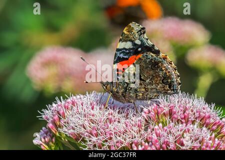 Rouge amiral / rouge admirable (Vanessa atalanta) papillon se nourrissant sur le nectar de chanvre-agrimony / corde sainte (Eupatorium cannabinum) fleur en été Banque D'Images