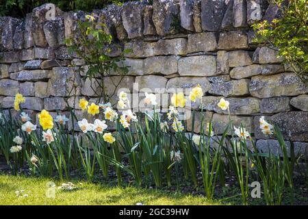 Les jonquilles grandissent contre un mur de jardin au printemps. Banque D'Images