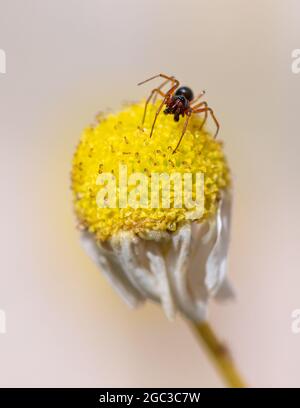 Petite araignée sur fleur de camomille Banque D'Images