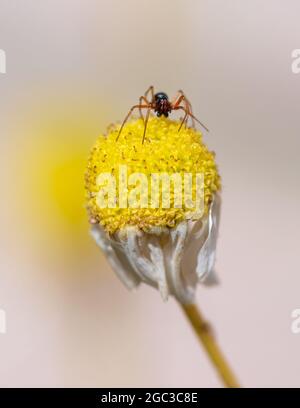 Petite araignée sur fleur de camomille Banque D'Images