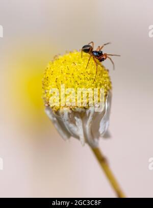 Petite araignée sur fleur de camomille Banque D'Images