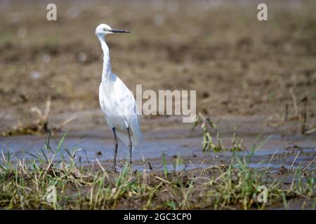 Kerkini, Grèce, 13 juillet 2021. L'aigrette est une espèce d'oiseaux de la famille des Ardeidae. Banque D'Images