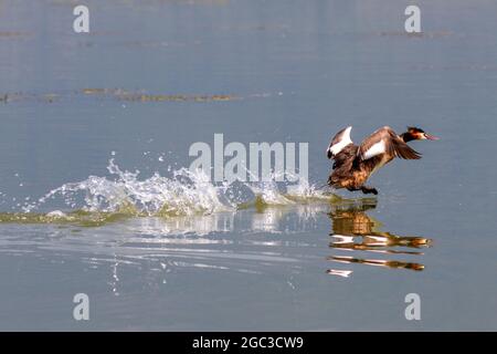 Kerkini, Grèce, 13 juillet 2021. Lac Kerkini, Grand Grebe à crête en vol sur l'eau Banque D'Images