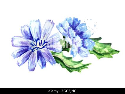 Ensemble de fleurs chicorée ordinaire ou Prerommon ou Cichorium intybus. Illustration aquarelle dessinée à la main, isolée sur fond blanc Banque D'Images