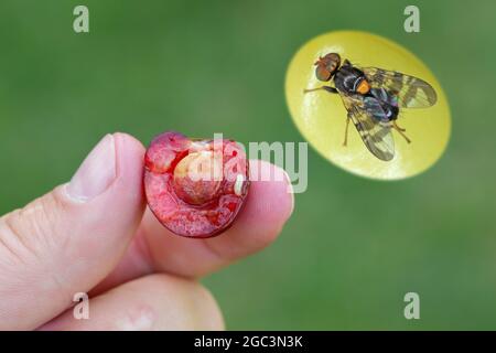 Rhagoletis cerasi est une espèce de mouche de fruits tephritid connue sous le nom commun de mouche de fruits de cerise. C'est un ravageur majeur du verger de cerisier en Europe. Banque D'Images