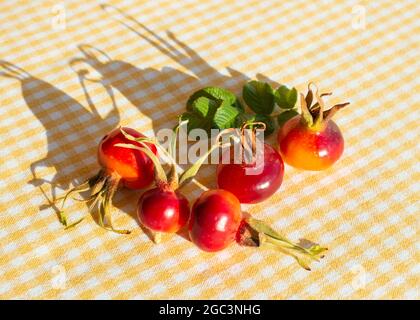 Fruits Rose sauvage hanches de Beach Rose (Rosa rugosa) sur table avec nappes à carreaux jaunes. Ombres longues Banque D'Images