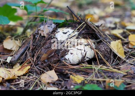 Gros plan sur le champignon forestier comestible Lactarius resimus, qui pousse dans une forêt dans le sol, piquant sous les feuilles mortes. Idée d'un calendrier ou d'une postca