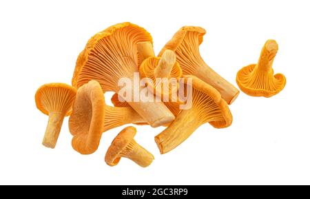 Chanterelles isolées sur fond blanc Banque D'Images