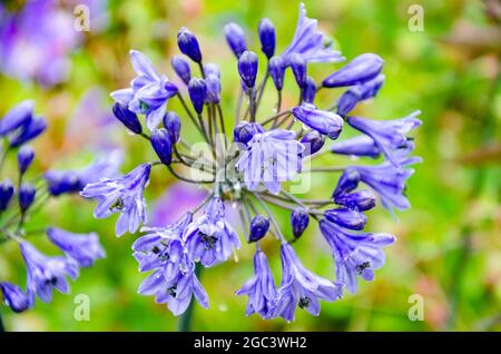 Vue rapprochée d'une fleur violette d'Agapanthus ou de Lily du Nil. Banque D'Images