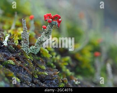 Le monde minuscule - des corps de fruits rouges fantastiques de Cladonia cristatella - des soldats britanniques lichen sur des tiges de frilly grises avec de petites tiges de mousse verte Banque D'Images