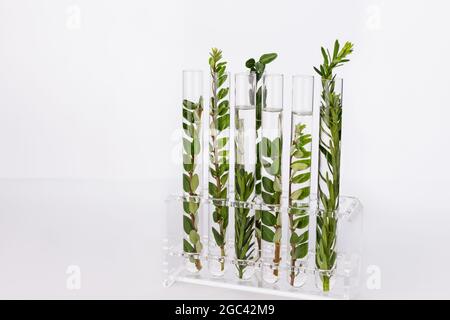 Tubes à essai avec des herbes pour les cosmétiques naturels organiques. Concept de médicaments alternatifs ou de produits naturels de soins de la peau. Banque D'Images