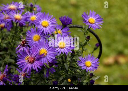 Aster dumosus hyds étirer leurs fleurs violet-bleu vers la lumière Banque D'Images