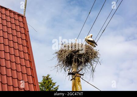 stork nichent sur un poteau d'électricité sur le fond bleu du ciel Banque D'Images