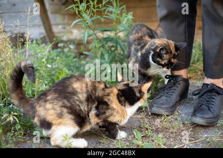 Le chat est dans la rue. Animal dans le village. Magnifique chat en été. Banque D'Images