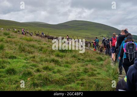 Marche avec des rennes sur les pentes inférieures du Crag de Lurcher, dans le parc forestier de Glenmore, près d'Aviemore, en Écosse Banque D'Images