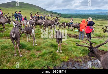 Marche avec des rennes sur les pentes inférieures du Crag de Lurcher, dans le parc forestier de Glenmore, près d'Aviemore, en Écosse Banque D'Images