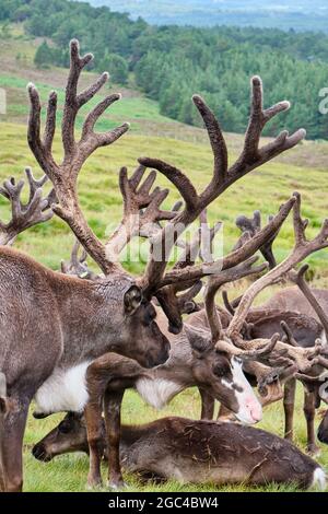 Renne sur les pentes inférieures du Crag de Lurcher, dans le parc forestier de Glenmore, près d'Aviemore, en Écosse Banque D'Images