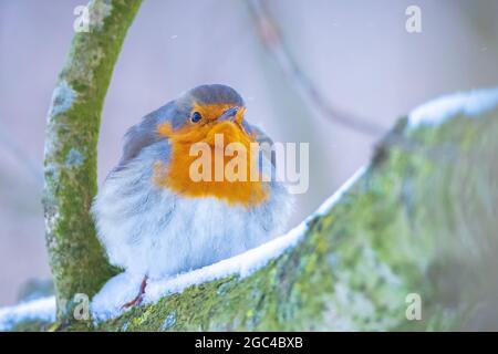 Le robin européen erithacus rubecula fourrager dans la neige, beau cadre froid d'hiver Banque D'Images