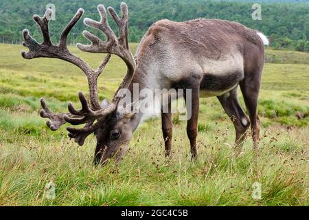 Renne sur les pentes inférieures du Crag de Lurcher, dans le parc forestier de Glenmore, près d'Aviemore, en Écosse Banque D'Images