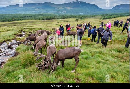 Marche avec des rennes sur les pentes inférieures du Crag de Lurcher, dans le parc forestier de Glenmore, près d'Aviemore, en Écosse Banque D'Images