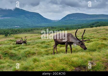 Renne sur les pentes inférieures du Crag de Lurcher, dans le parc forestier de Glenmore, près d'Aviemore, en Écosse Banque D'Images