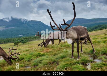 Renne sur les pentes inférieures du Crag de Lurcher, dans le parc forestier de Glenmore, près d'Aviemore, en Écosse Banque D'Images