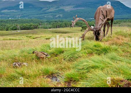 Rennes et canards sur les pentes inférieures du Crag de Lurcher, dans le parc forestier de Glenmore, près d'Aviemore, en Écosse Banque D'Images