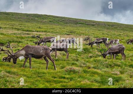 Renne sur les pentes inférieures du Crag de Lurcher, dans le parc forestier de Glenmore, près d'Aviemore, en Écosse Banque D'Images