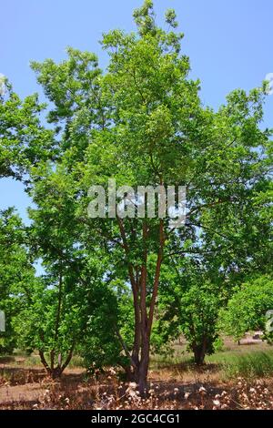 Pecan dans un bosquet Banque D'Images