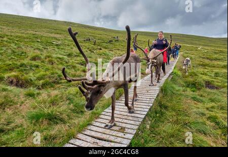 Marche avec des rennes sur les pentes inférieures du Crag de Lurcher, dans le parc forestier de Glenmore, près d'Aviemore, en Écosse Banque D'Images