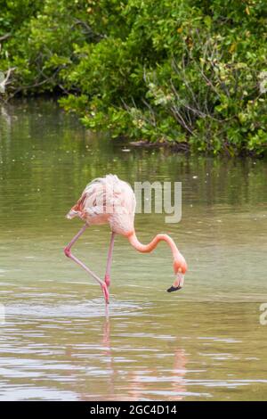 Flamingo sur l'île de Palma de l'archipel de San Bernardo, Colombie Banque D'Images