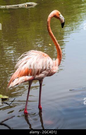 Flamingo sur l'île de Palma de l'archipel de San Bernardo, Colombie Banque D'Images