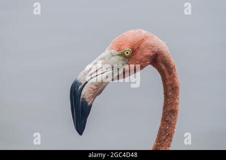 Détail du flamant sur l'île de Palma de l'archipel de San Bernardo, Colombie Banque D'Images