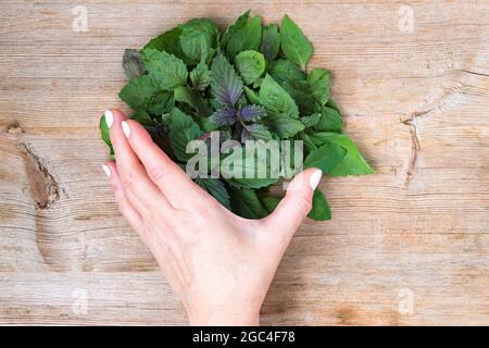 Main femelle tenant le basilic frais laisse pile sur fond de table en bois. Banque D'Images