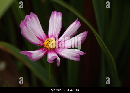 Cosmos Flower Portrait, une fleur Banque D'Images
