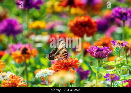 Zinnies en fleur Banque D'Images