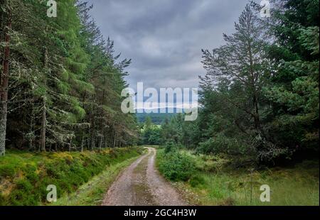 Sentier de Speyside Way à travers Tom an Ubird Wood, Cromdale, près de Grantown-on-Spey, Speyside, Écosse Banque D'Images