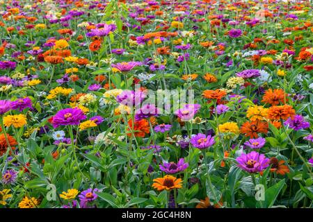 Zinnies en fleur Banque D'Images