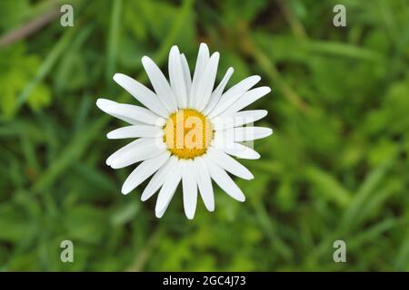 Une belle fleur d'un champ Marguerite sur un fond flou d'herbe verte d'été. Mise au point sélective. Banque D'Images