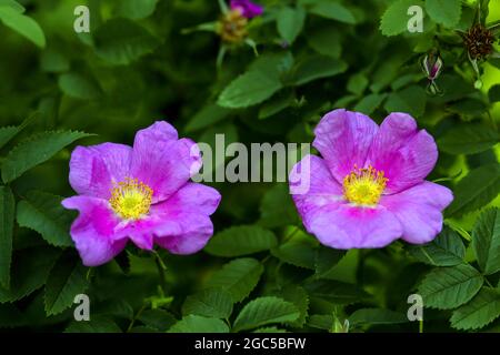 Deux fleurs roses colorées ouvertes de rose arbuste (Rosa) à la fin du printemps Banque D'Images