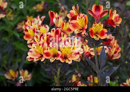 Fleurs et feuilles foncées de Alstroemeria Indian Summer série Tesronto UK août Banque D'Images