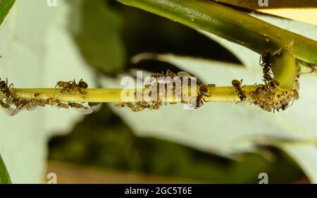 Fourmis prenant soin des colonies d'pucerons sur la tige. Gros plan extrême Banque D'Images